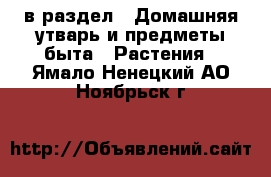  в раздел : Домашняя утварь и предметы быта » Растения . Ямало-Ненецкий АО,Ноябрьск г.